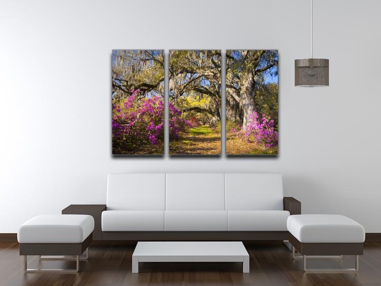 Live oak trees in morning sunlight 3 Split Panel Canvas Print - Canvas Art Rocks - 3