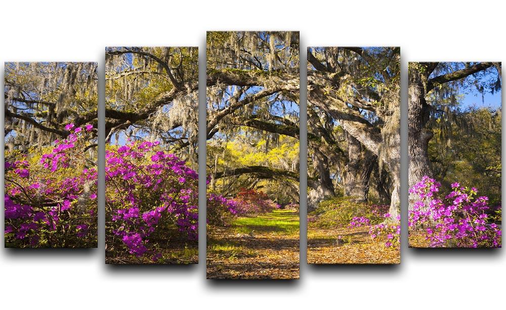 Live oak trees in morning sunlight 5 Split Panel Canvas  - Canvas Art Rocks - 1