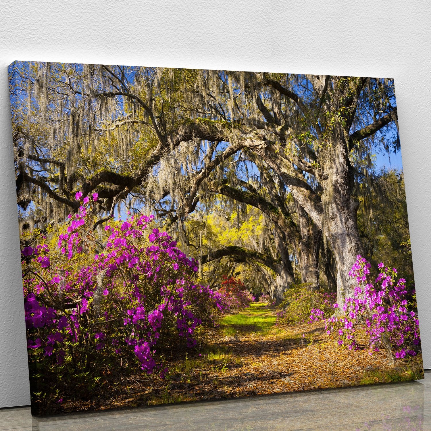 Live oak trees in morning sunlight Canvas Print or Poster