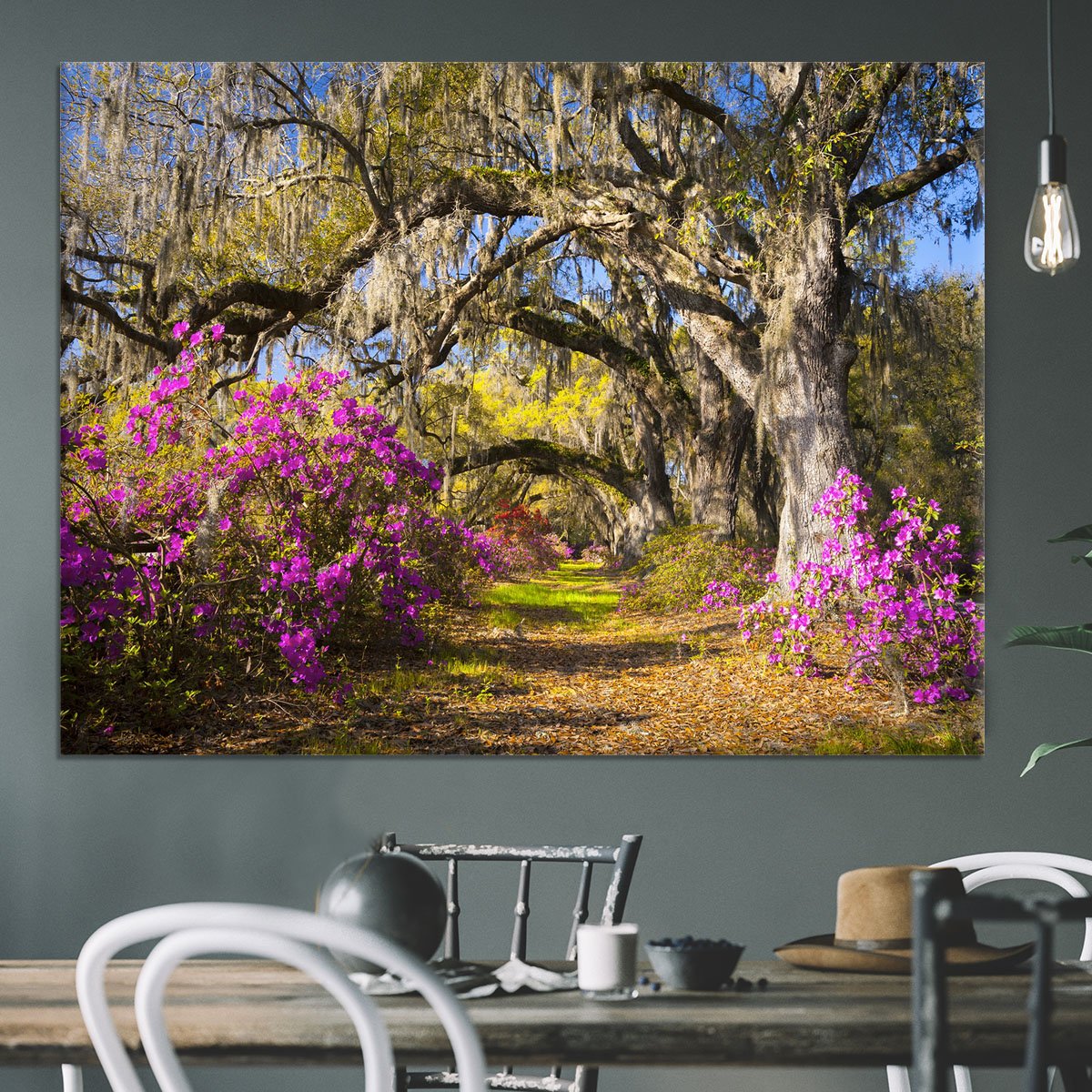 Live oak trees in morning sunlight Canvas Print or Poster