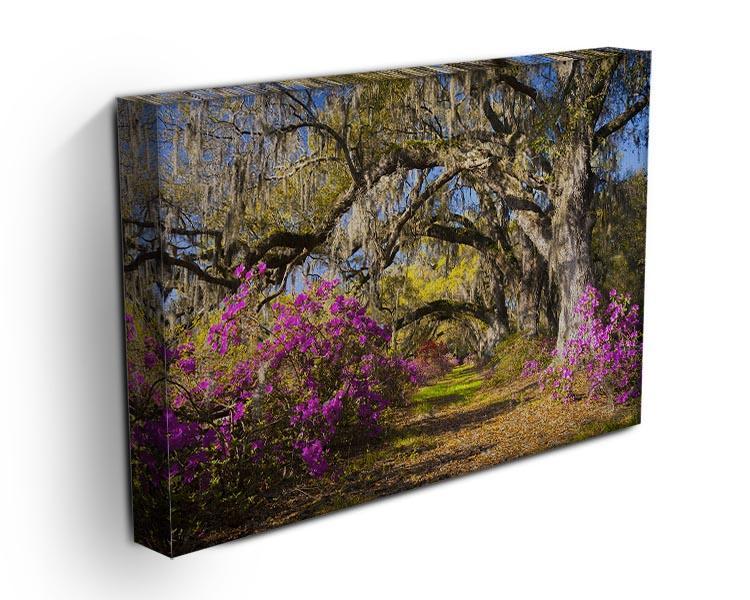 Live oak trees in morning sunlight Canvas Print or Poster - Canvas Art Rocks - 3