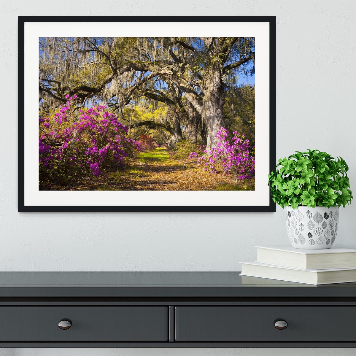 Live oak trees in morning sunlight Framed Print - Canvas Art Rocks - 1