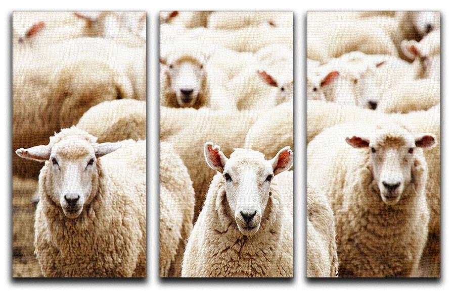 Livestock farm herd of sheep 3 Split Panel Canvas Print - Canvas Art Rocks - 1