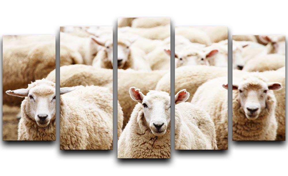 Livestock farm herd of sheep 5 Split Panel Canvas - Canvas Art Rocks - 1