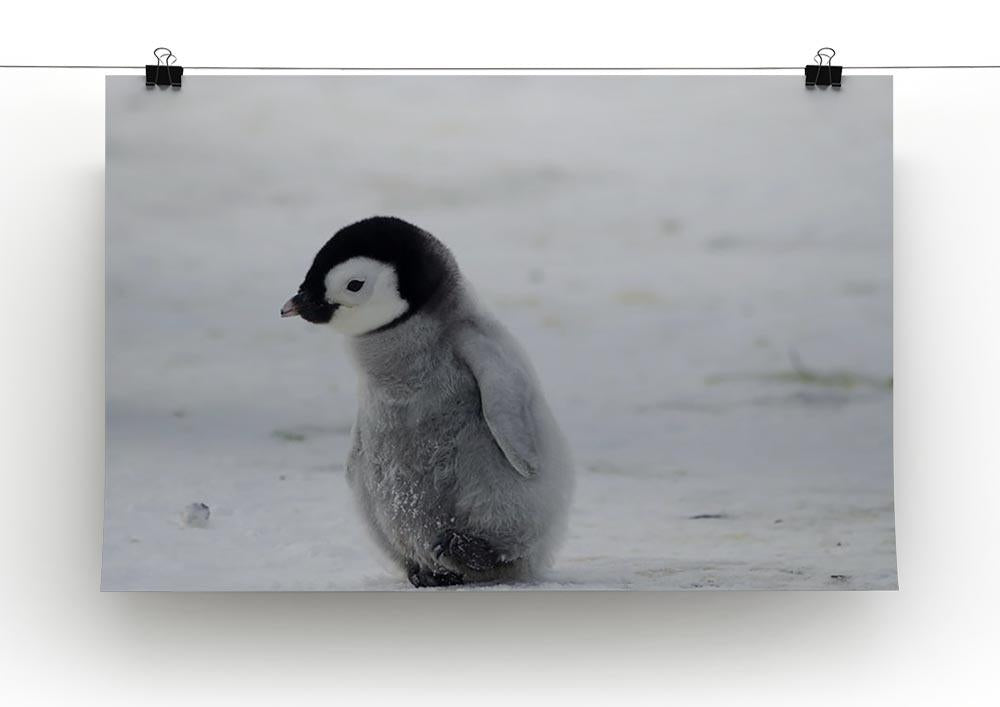 Lone Penguin Chick Canvas Print or Poster - Canvas Art Rocks - 2