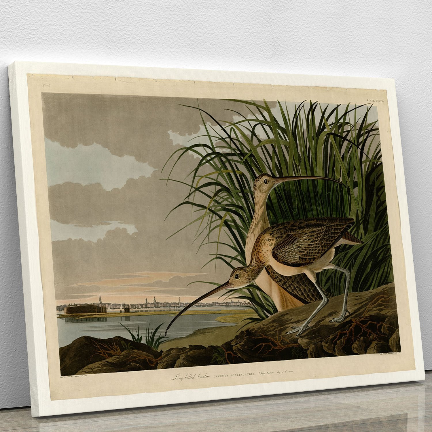 Long billed Curlew by Audubon Canvas Print or Poster