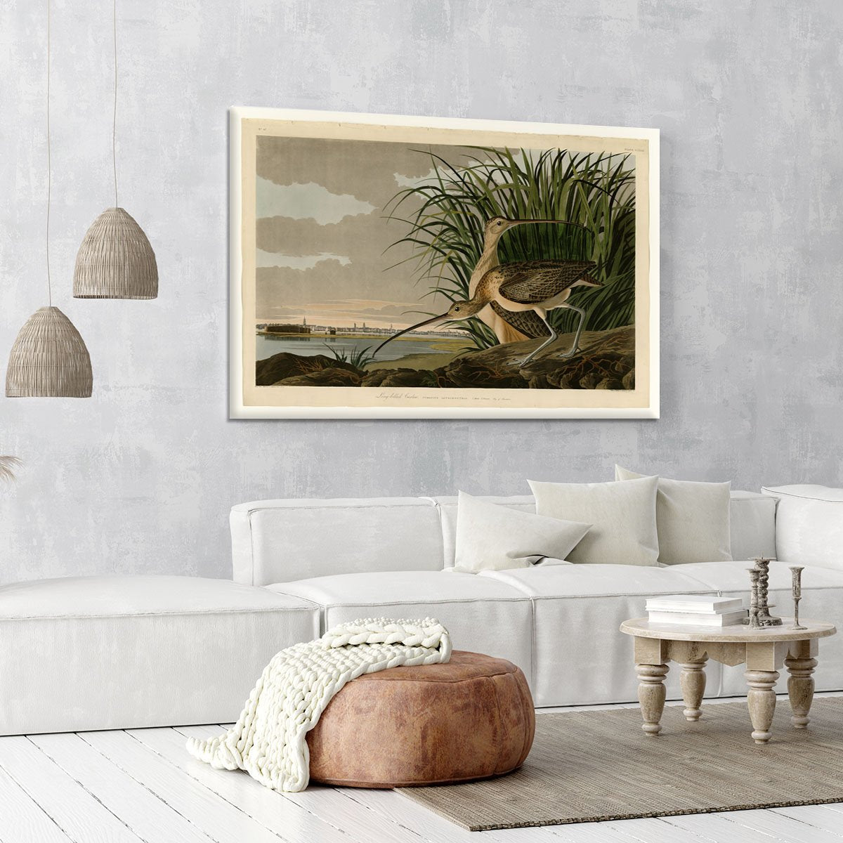 Long billed Curlew by Audubon Canvas Print or Poster