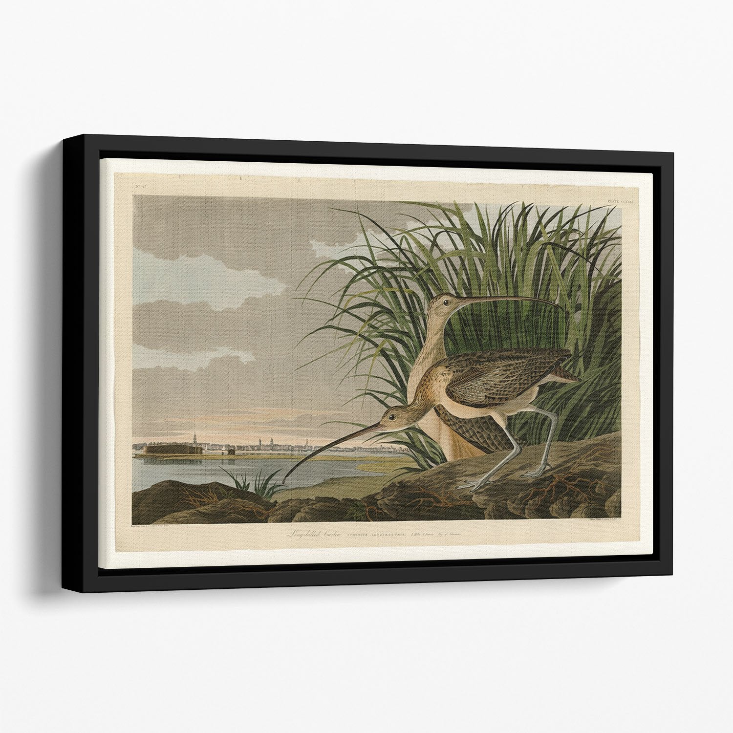 Long billed Curlew by Audubon Floating Framed Canvas