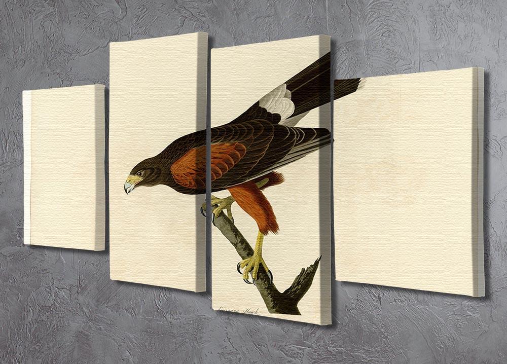 Louisiana Hawk by Audubon 4 Split Panel Canvas - Canvas Art Rocks - 2