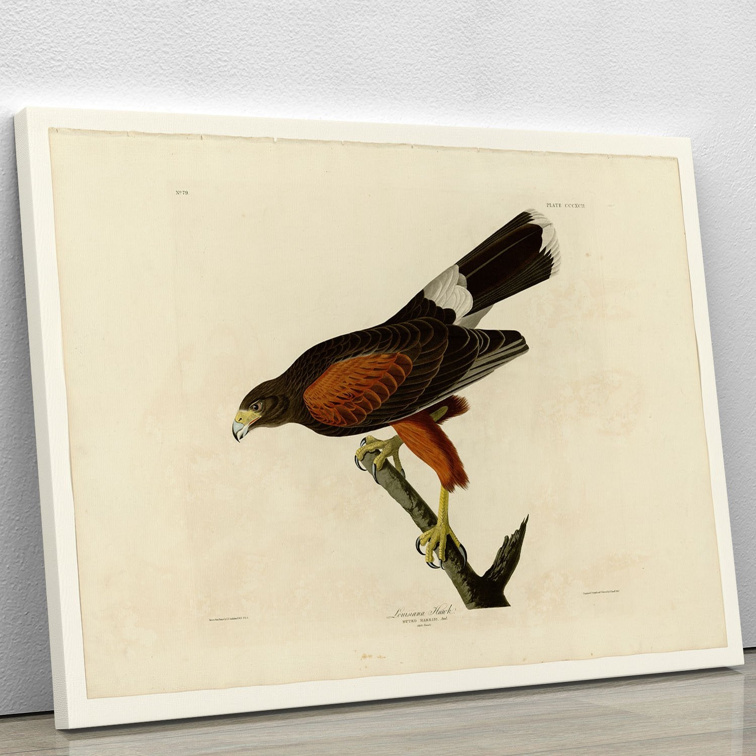 Louisiana Hawk by Audubon Canvas Print or Poster