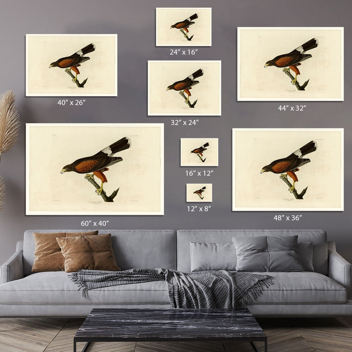 Louisiana Hawk by Audubon Canvas Print or Poster