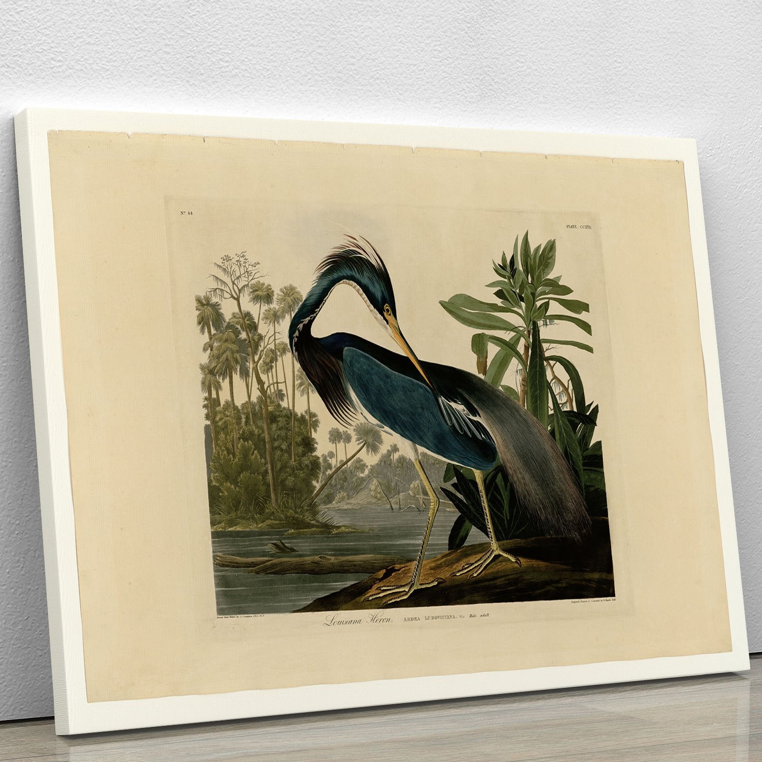 Louisiana Heron by Audubon Canvas Print or Poster