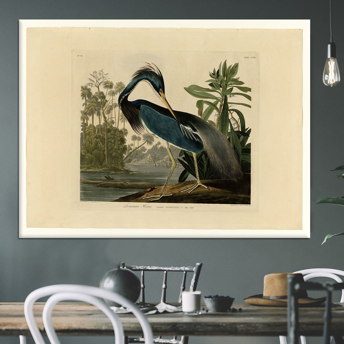 Louisiana Heron by Audubon Canvas Print or Poster