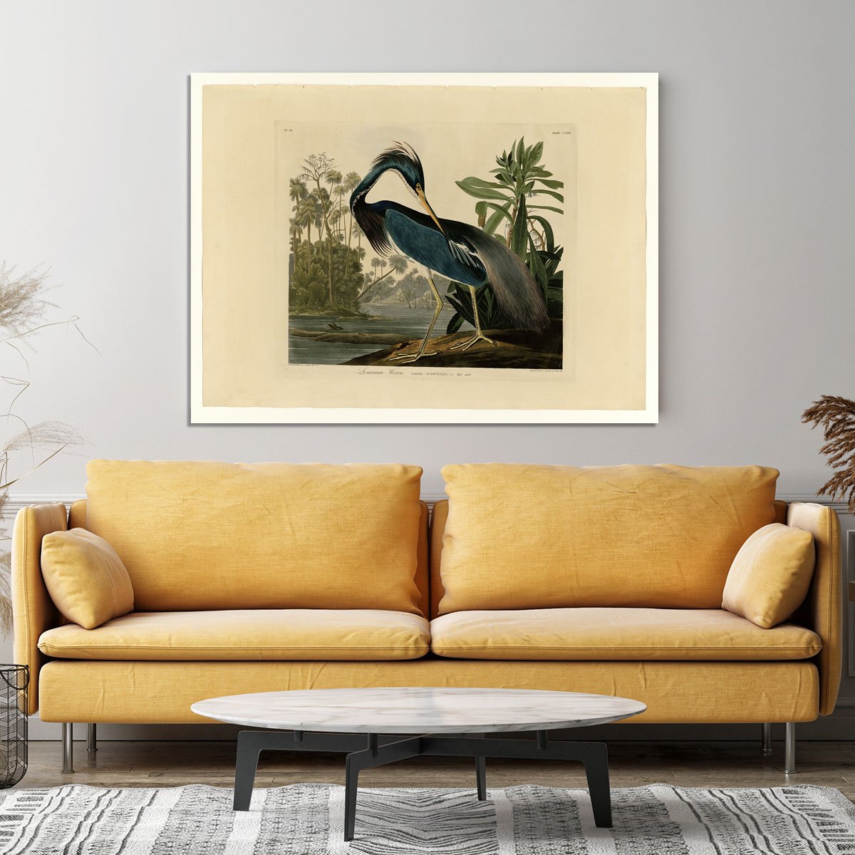Louisiana Heron by Audubon Canvas Print or Poster