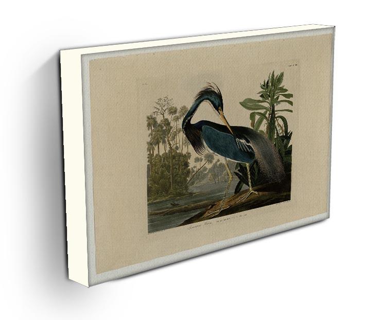 Louisiana Heron by Audubon Canvas Print or Poster - Canvas Art Rocks - 3