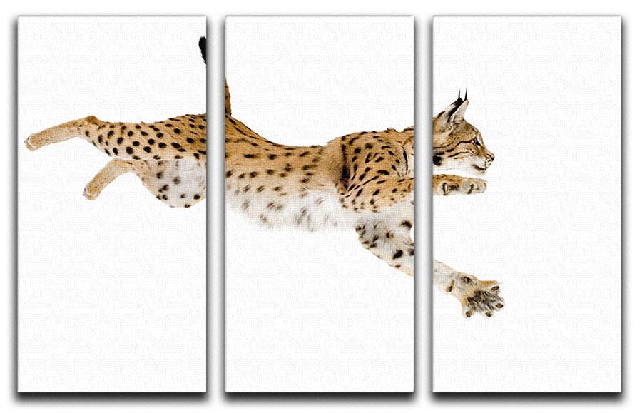 Lynx in front of a white background 3 Split Panel Canvas Print - Canvas Art Rocks - 1
