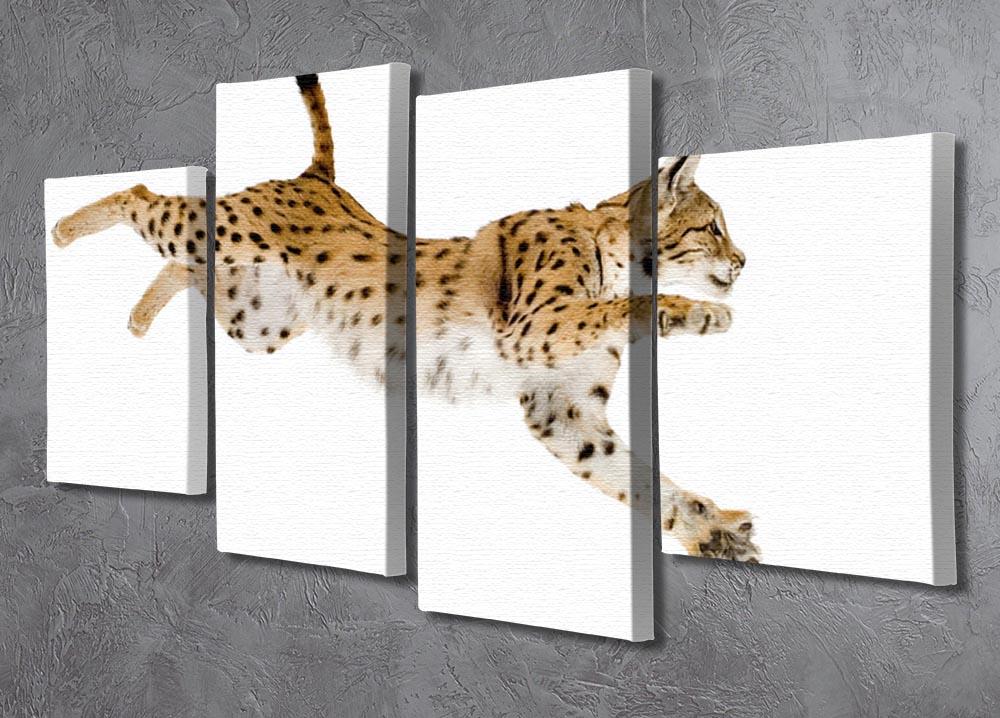 Lynx in front of a white background 4 Split Panel Canvas - Canvas Art Rocks - 2