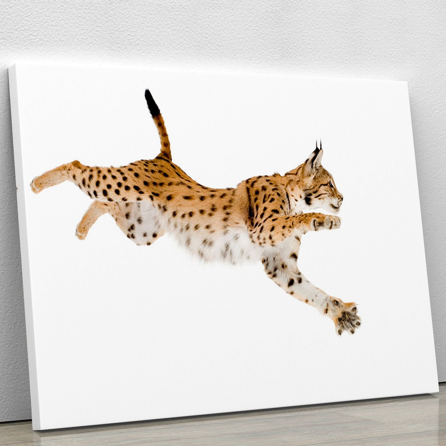 Lynx in front of a white background Canvas Print or Poster
