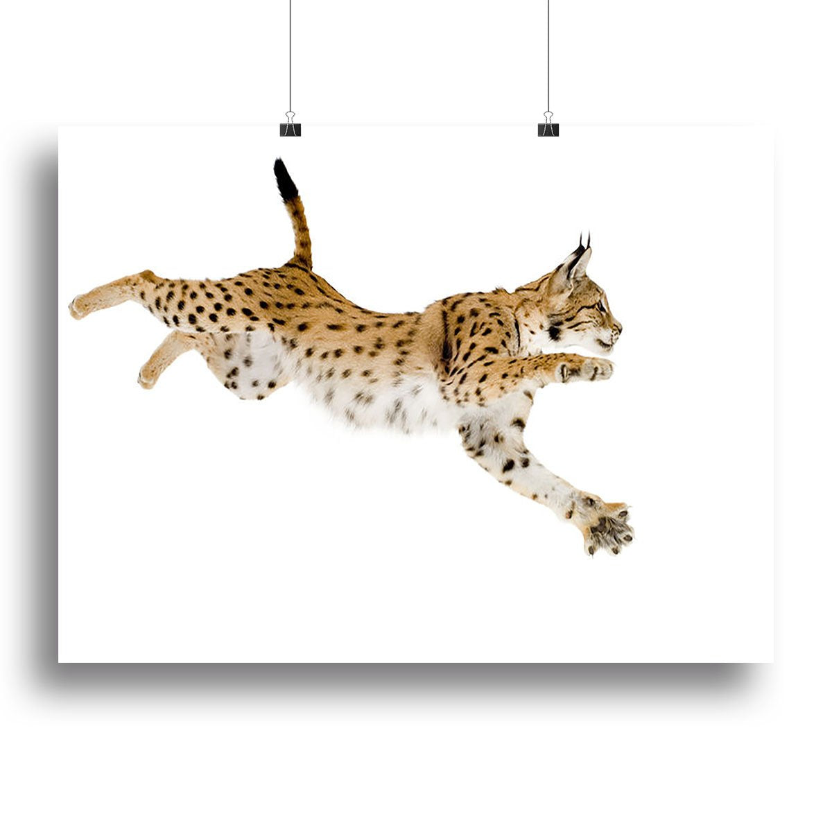 Lynx in front of a white background Canvas Print or Poster