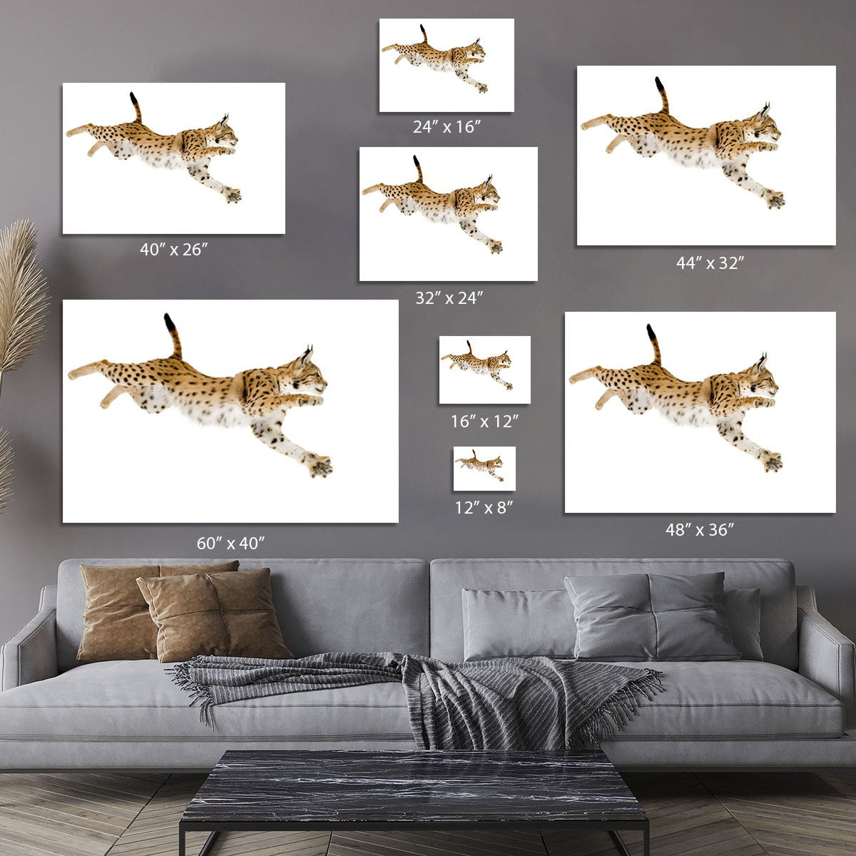Lynx in front of a white background Canvas Print or Poster
