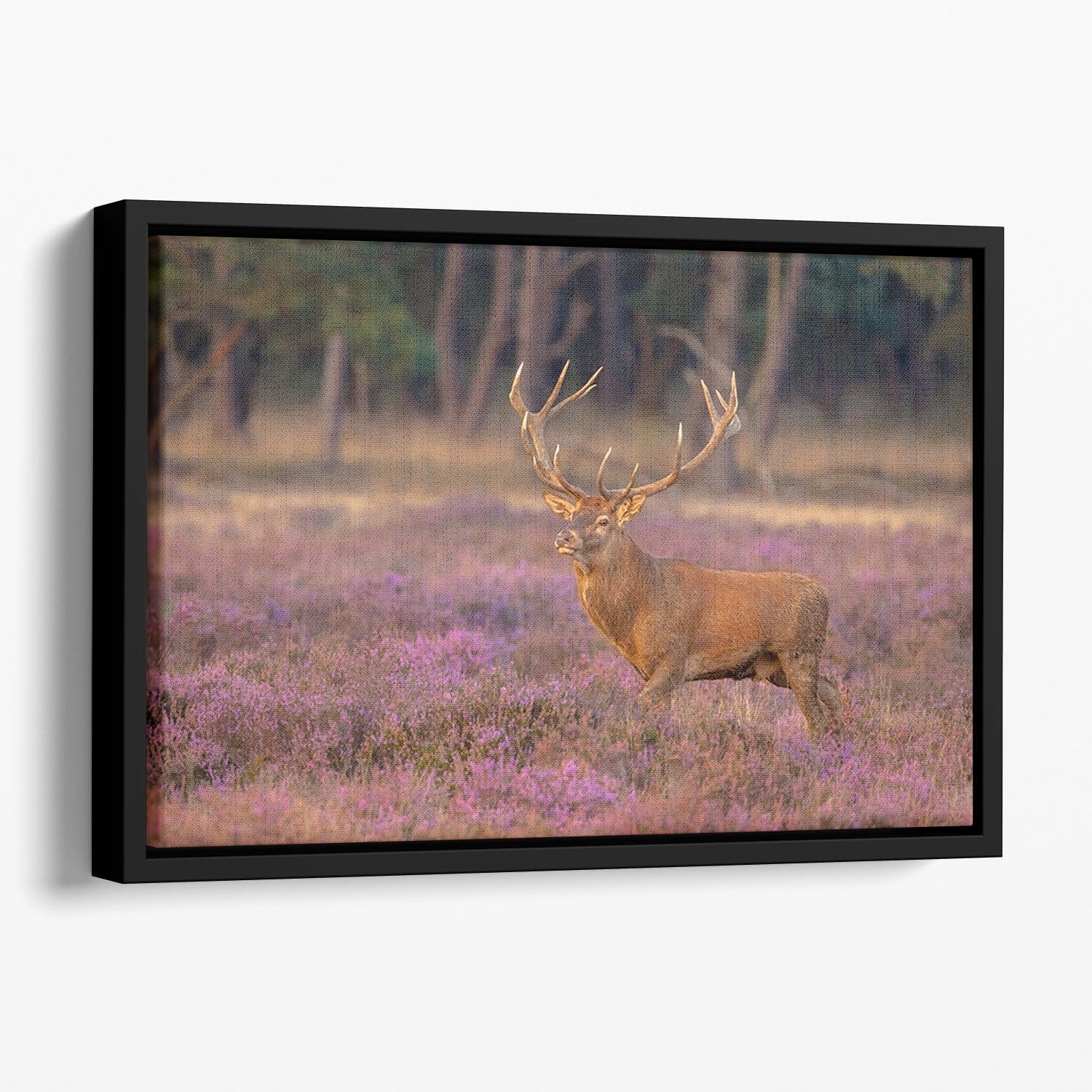Male red deer Cervus elaphus with antlers during mating season Floating Framed Canvas - Canvas Art Rocks - 1