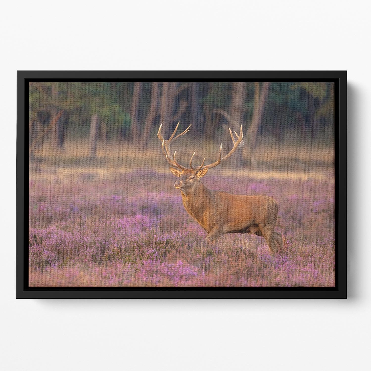 Male red deer Cervus elaphus with antlers during mating season Floating Framed Canvas - Canvas Art Rocks - 2