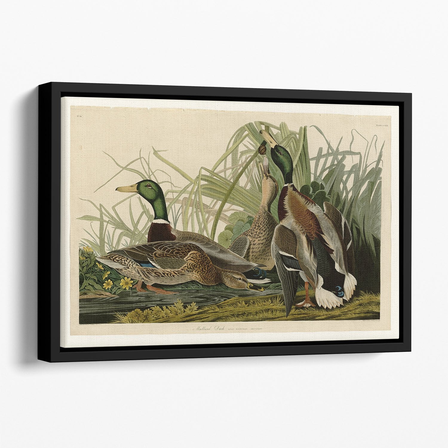 Mallard Duck by Audubon Floating Framed Canvas