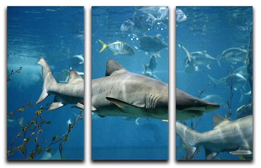 Marine fish underwater 3 Split Panel Canvas Print - Canvas Art Rocks - 1