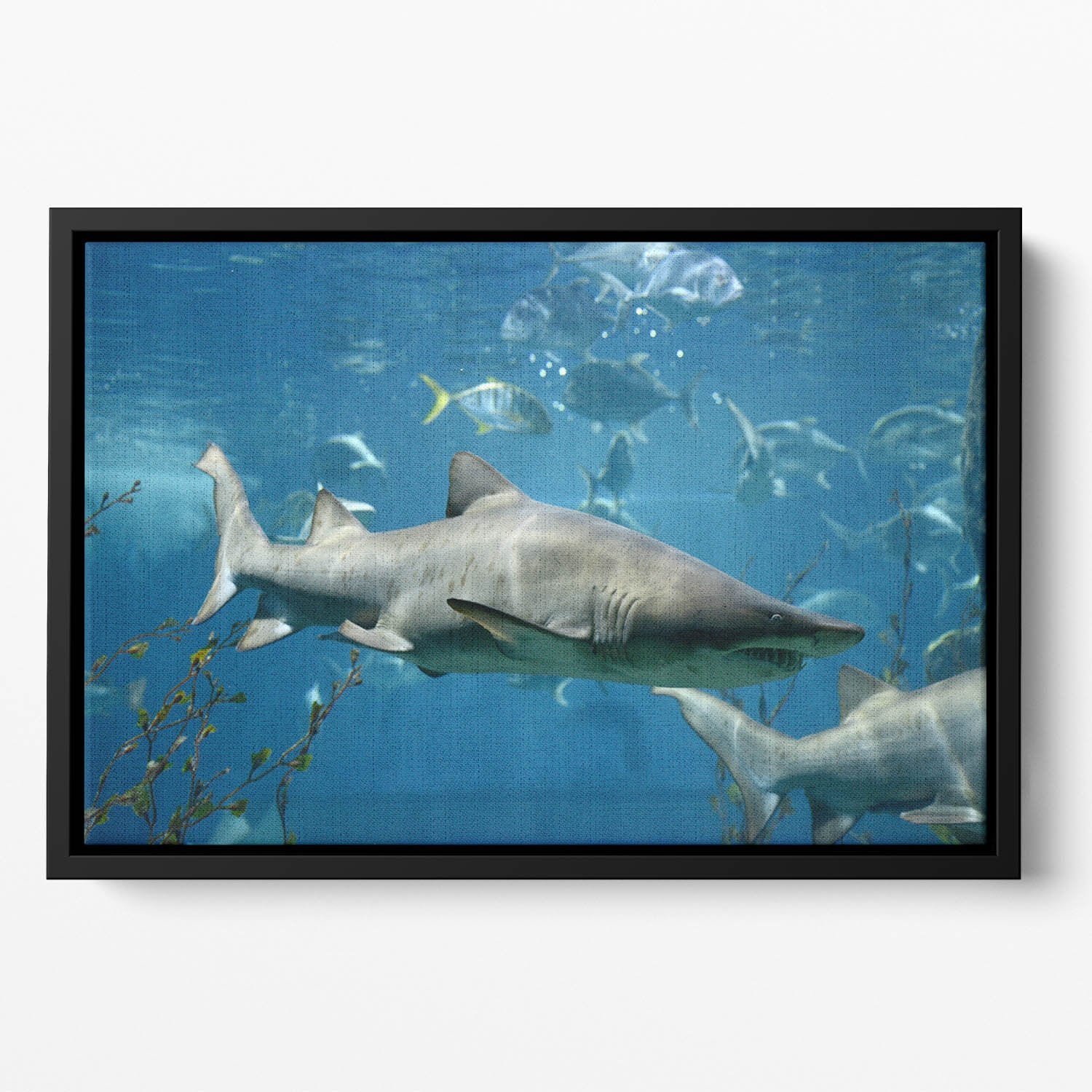 Marine fish underwater Floating Framed Canvas