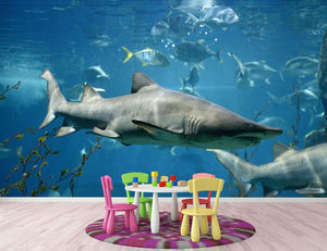 Marine fish underwater Wall Mural Wallpaper - Canvas Art Rocks - 2