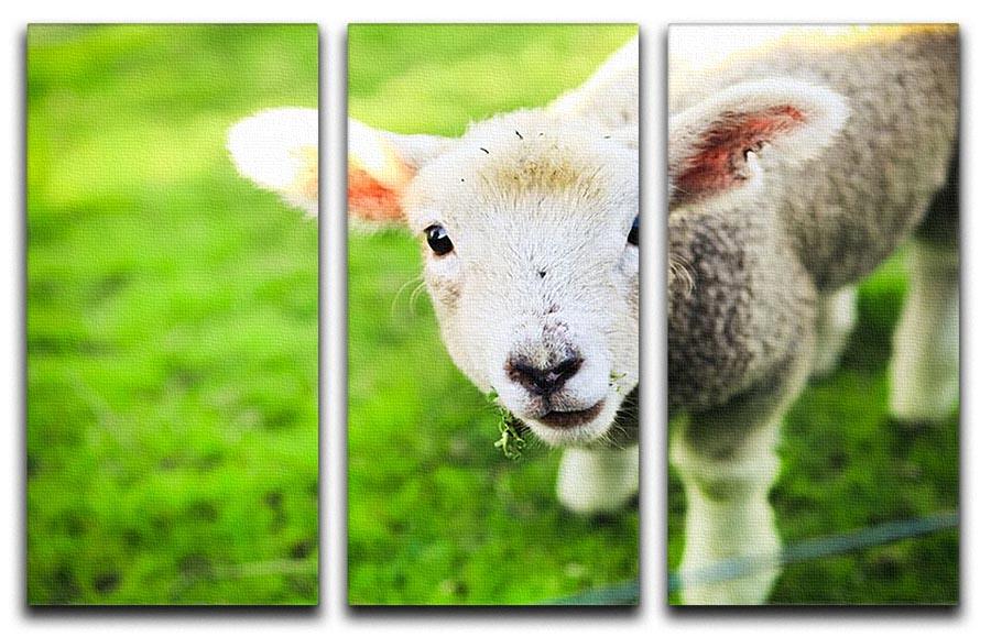 Mary had a little lamb 3 Split Panel Canvas Print - Canvas Art Rocks - 1