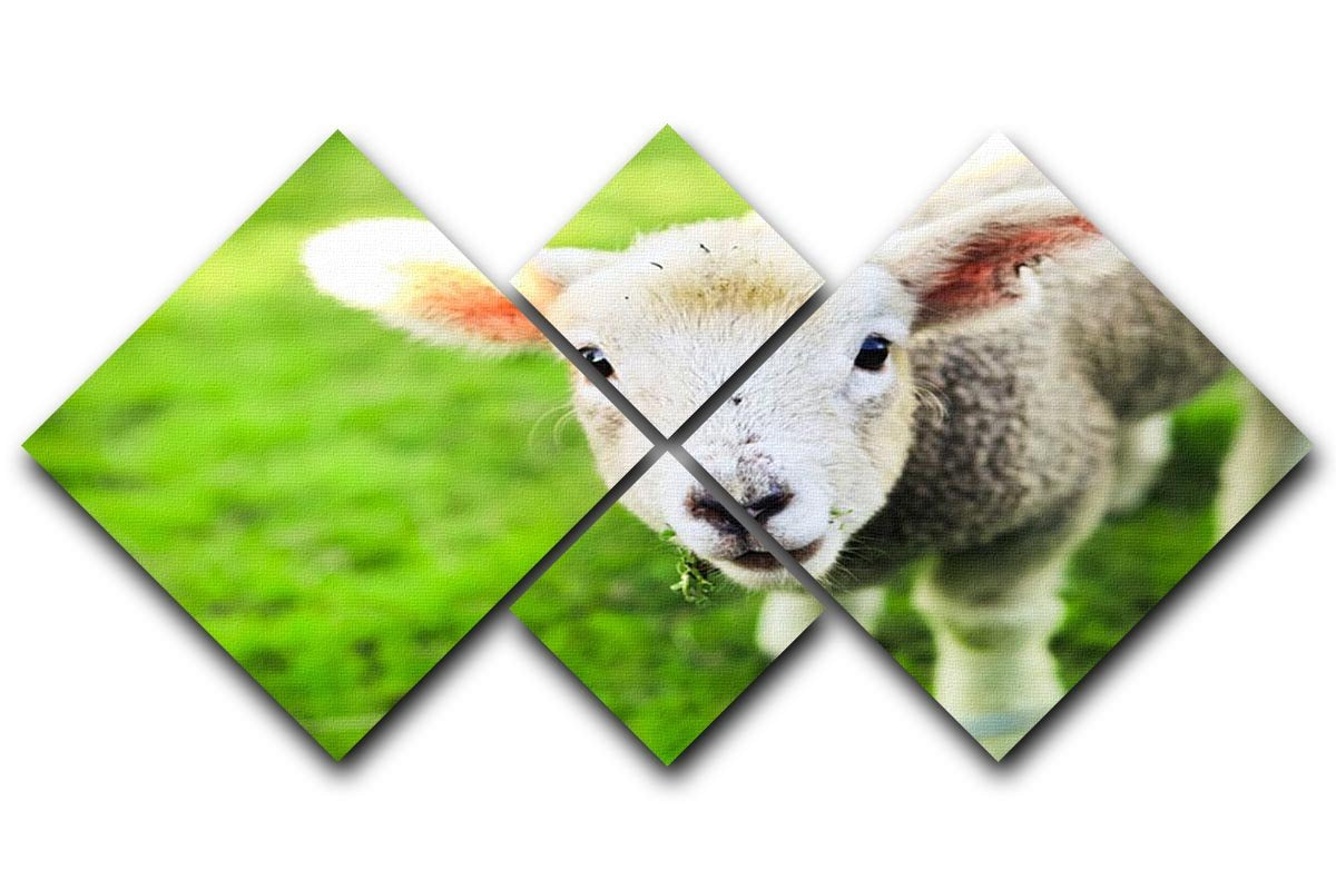 Mary had a little lamb 4 Square Multi Panel Canvas - Canvas Art Rocks - 1