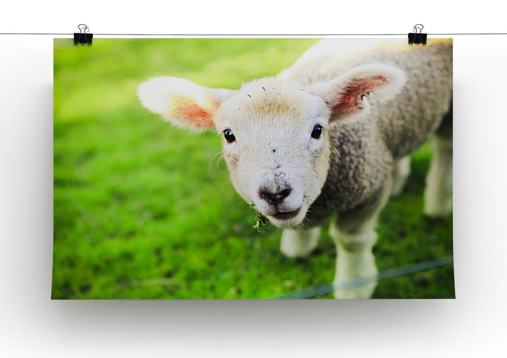 Mary had a little lamb Canvas Print or Poster - Canvas Art Rocks - 2
