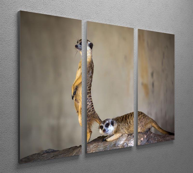 Meer Kat lifeguard stand 3 Split Panel Canvas Print - Canvas Art Rocks - 2