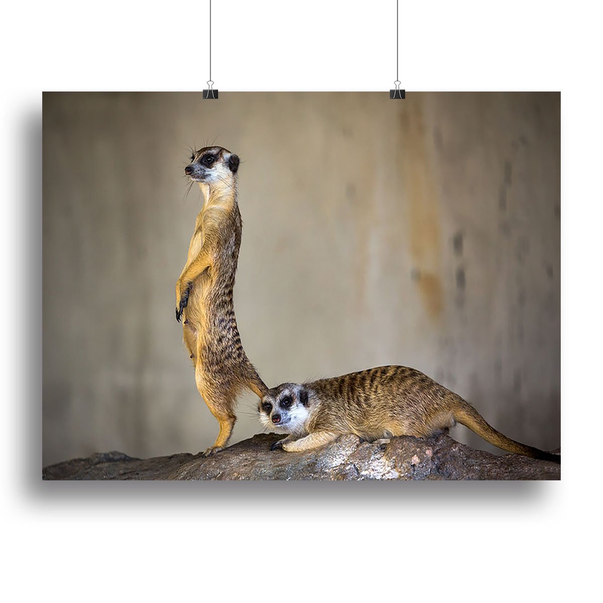 Meer Kat lifeguard stand Canvas Print or Poster