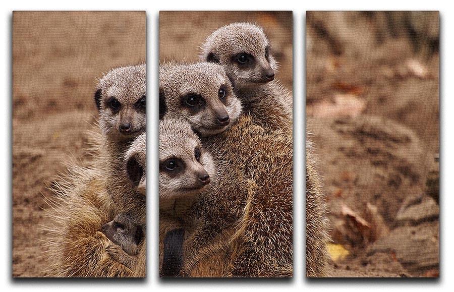 Meerkat family 3 Split Panel Canvas Print - Canvas Art Rocks - 1