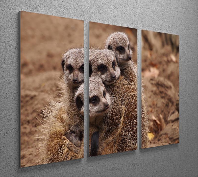 Meerkat family 3 Split Panel Canvas Print - Canvas Art Rocks - 2