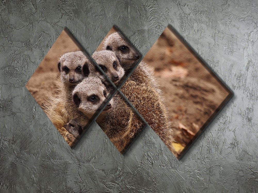 Meerkat family 4 Square Multi Panel Canvas - Canvas Art Rocks - 2