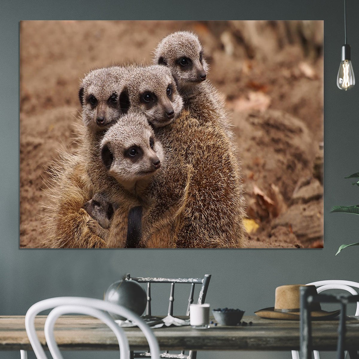Meerkat family Canvas Print or Poster