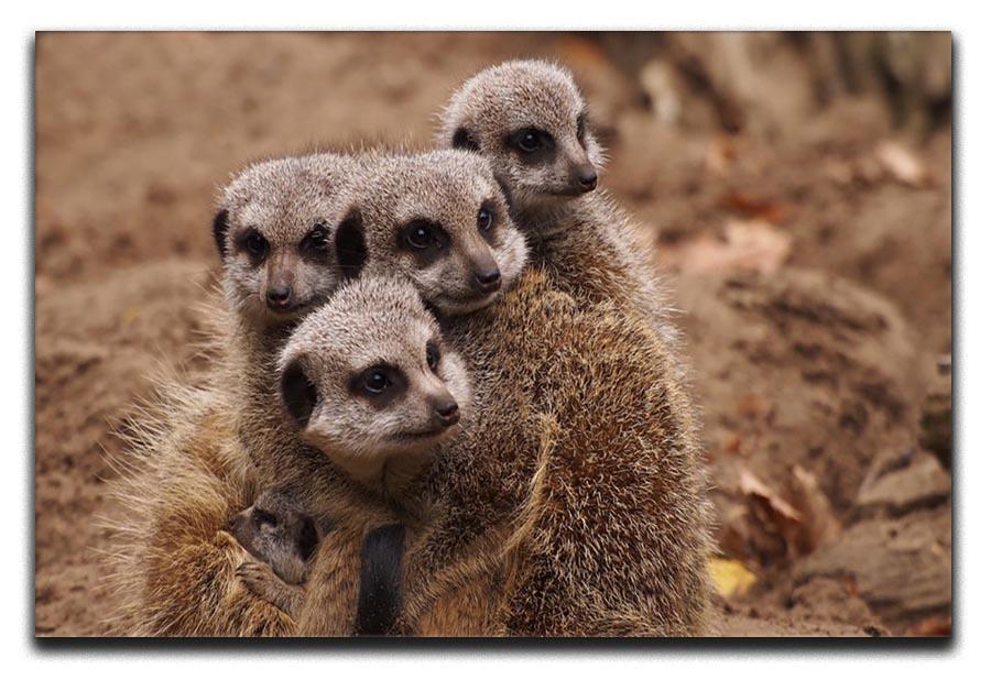 Meerkat family Canvas Print or Poster - Canvas Art Rocks - 1