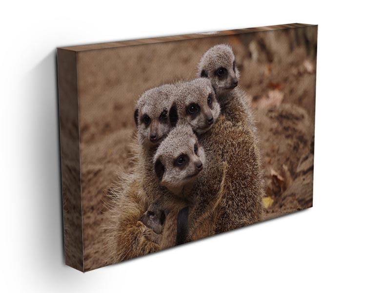 Meerkat family Canvas Print or Poster - Canvas Art Rocks - 3