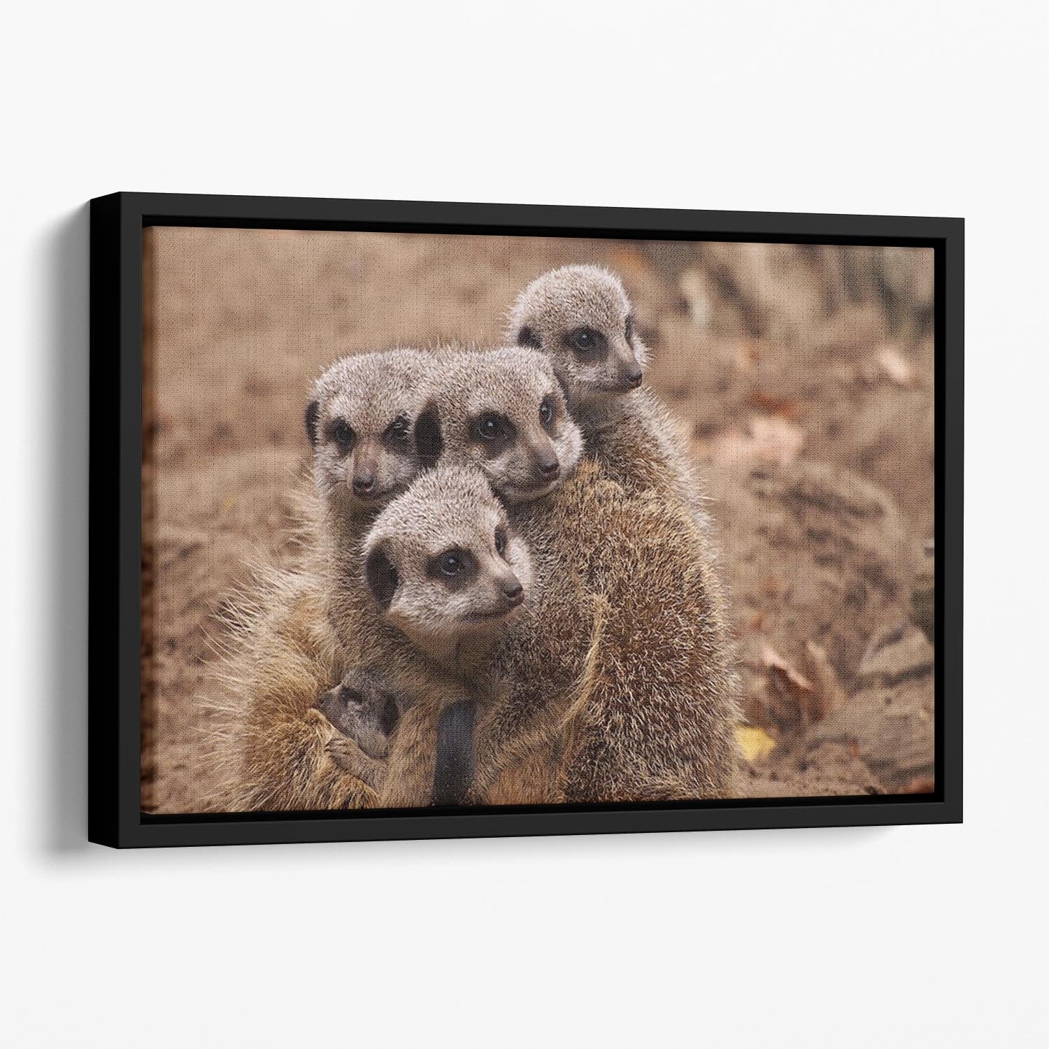 Meerkat family Floating Framed Canvas - Canvas Art Rocks - 1