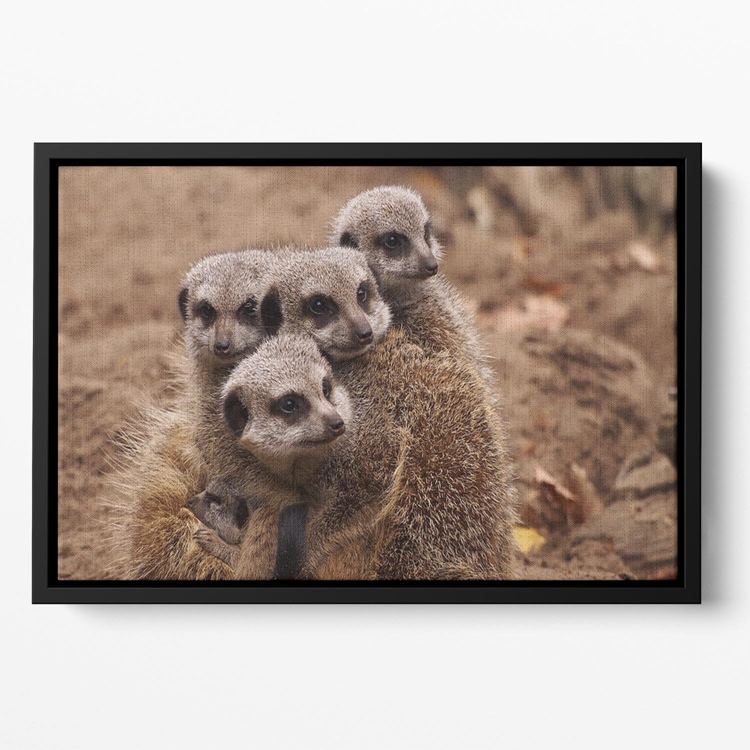 Meerkat family Floating Framed Canvas - Canvas Art Rocks - 2