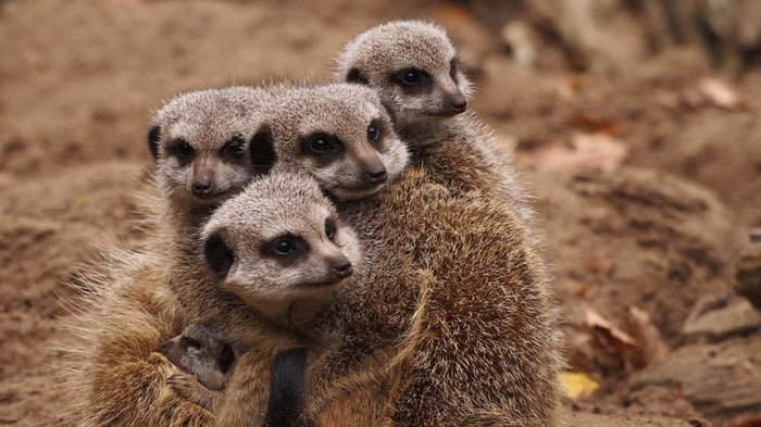 Meerkat family Wall Mural Wallpaper