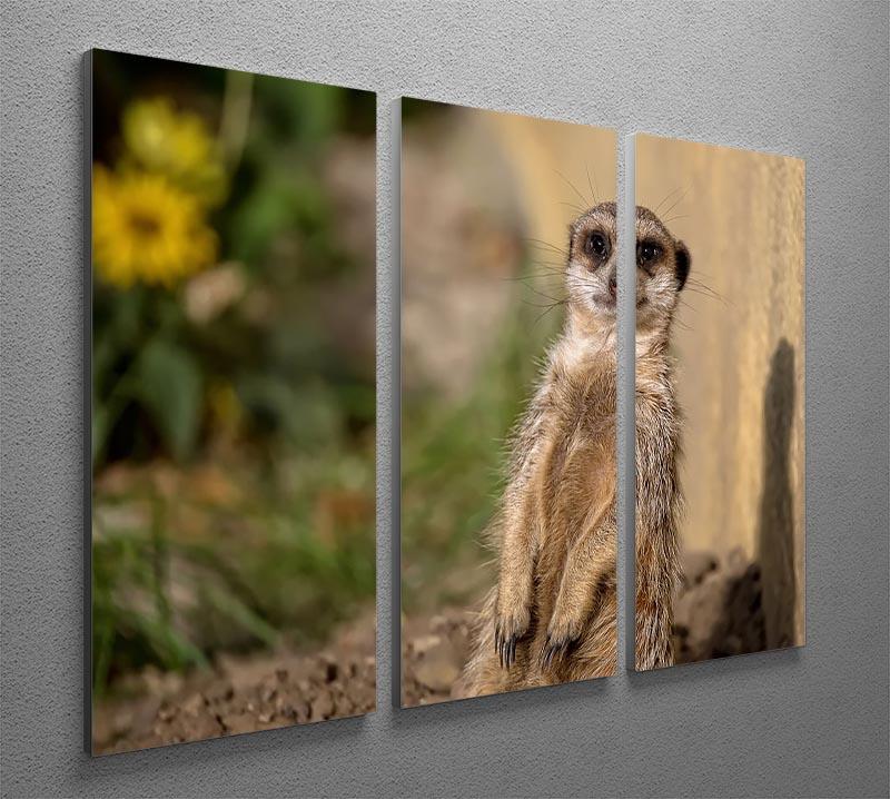 Meerkat in the wild portrait 3 Split Panel Canvas Print - Canvas Art Rocks - 2
