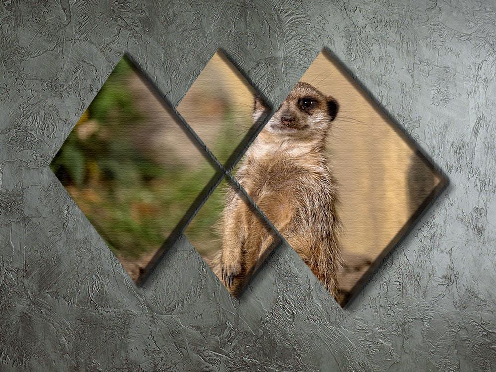 Meerkat in the wild portrait 4 Square Multi Panel Canvas - Canvas Art Rocks - 2