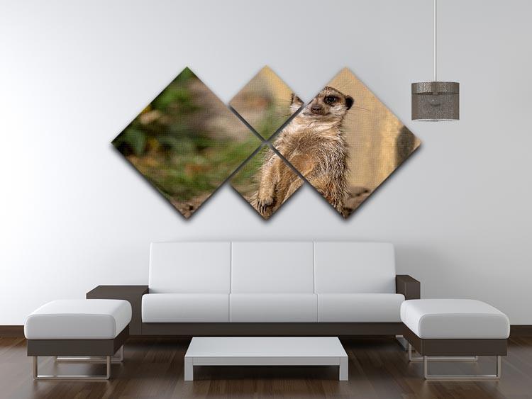 Meerkat in the wild portrait 4 Square Multi Panel Canvas - Canvas Art Rocks - 3