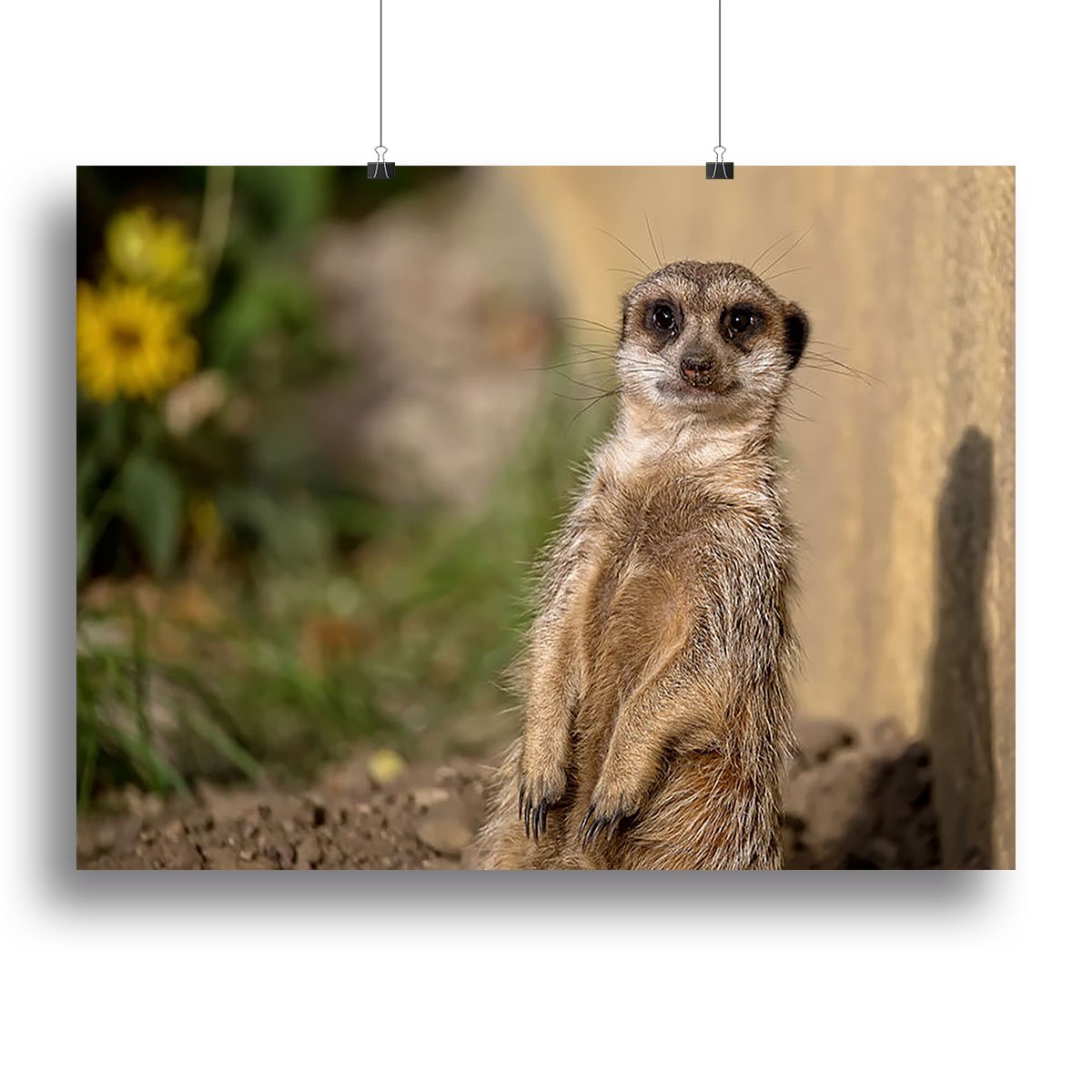 Meerkat in the wild portrait Canvas Print or Poster