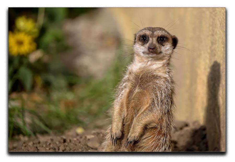 Meerkat in the wild portrait Canvas Print or Poster - Canvas Art Rocks - 1
