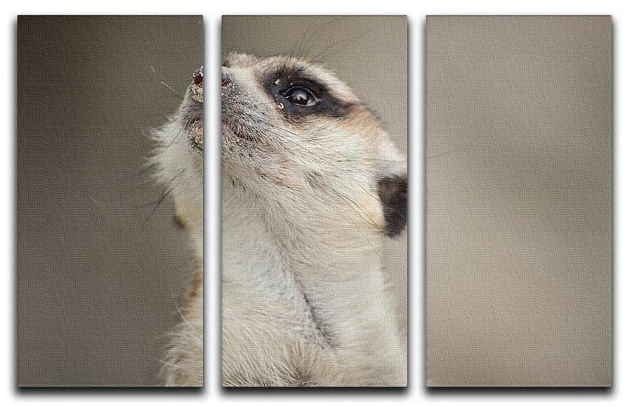 Meerkat looking up 3 Split Panel Canvas Print - Canvas Art Rocks - 1